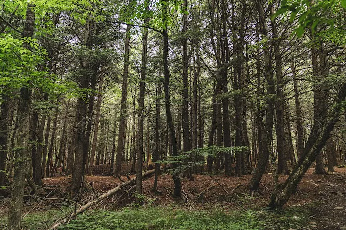 Covered Bridge Campsite Picture 8