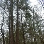 The Camp at Twin Creeks