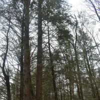 The Camp at Twin Creeks ico