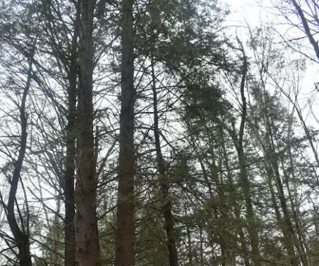 The Camp at Twin Creeks