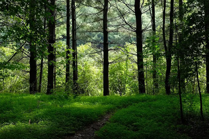 Kenneth L. Wilson Campground Picture 5