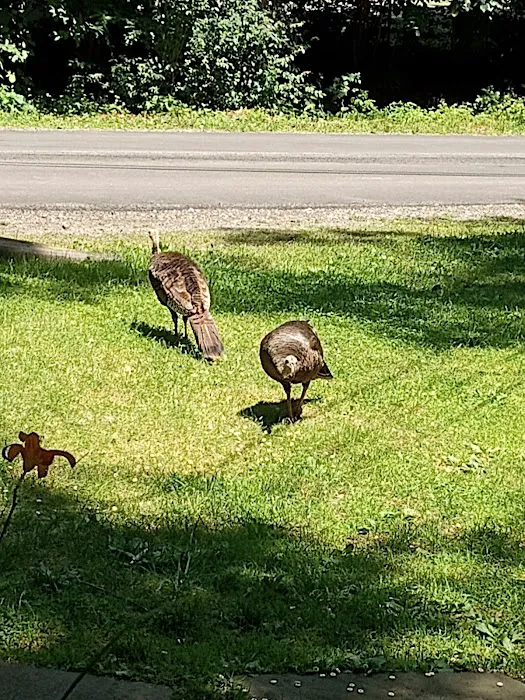 Woodland Valley Campground Picture 10