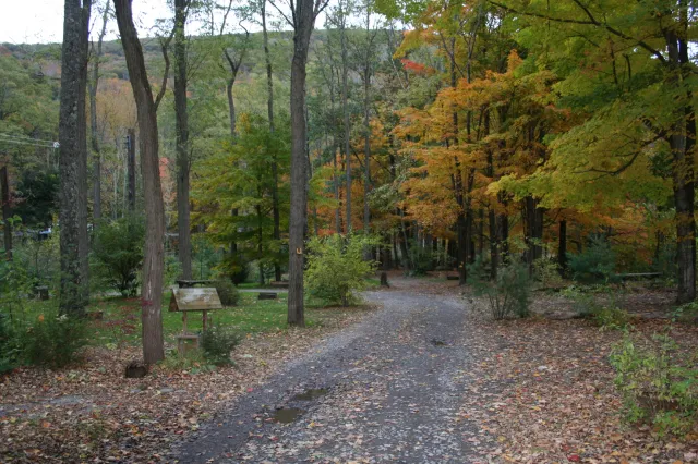 Phoenicia Black Bear Campground Picture 5