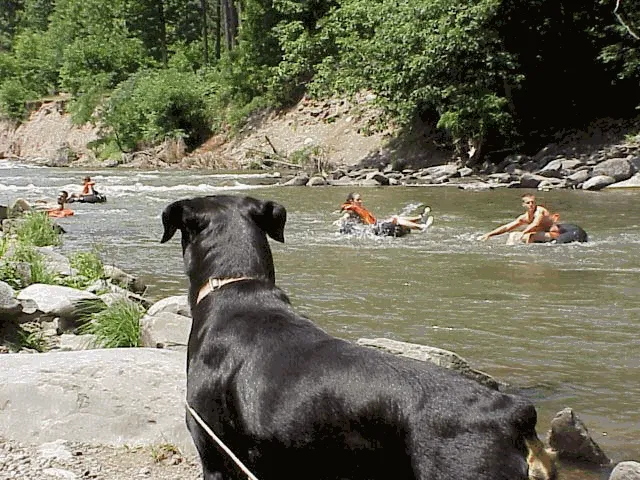 Phoenicia Black Bear Campground Picture 2