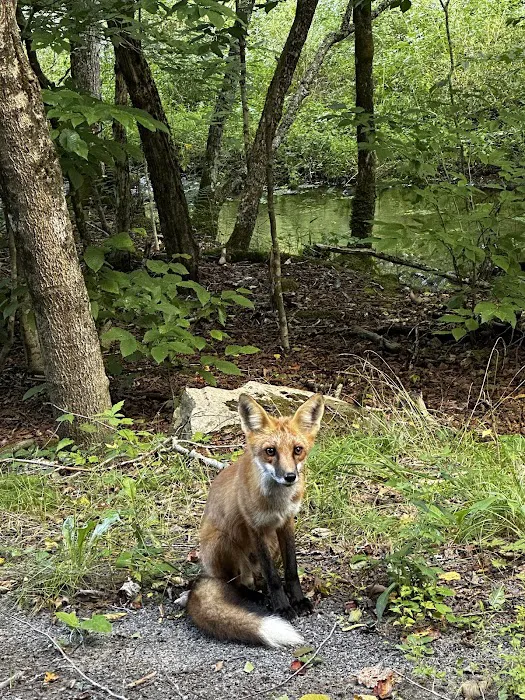 Mongaup Pond Campground Picture 8