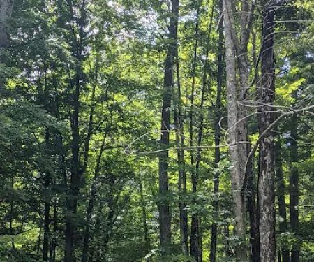 Ironwood Point Recreation Area