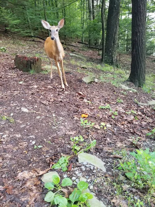 Ironwood Point Recreation Area Picture 10