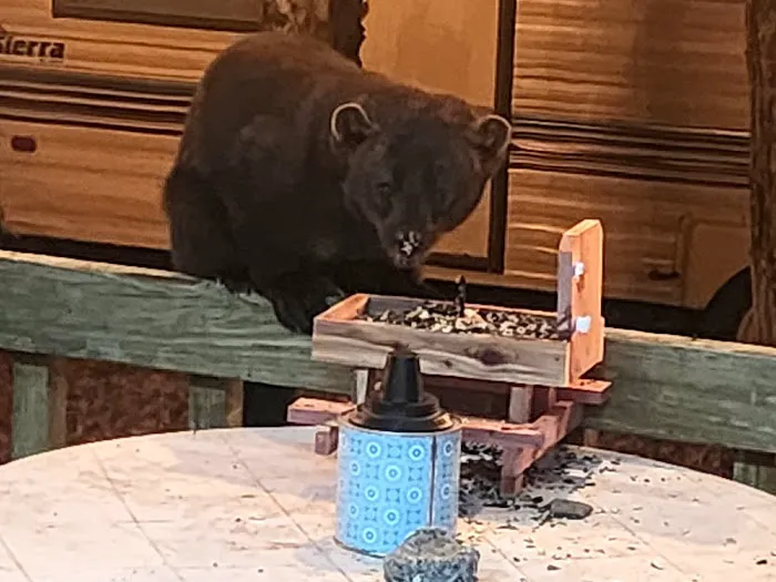 Young's Forest Picture 3