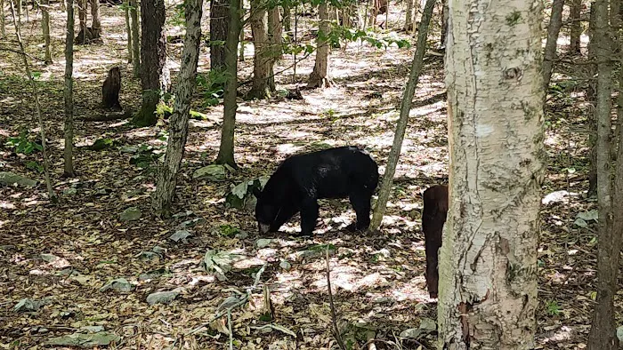 Young's Forest Picture 1