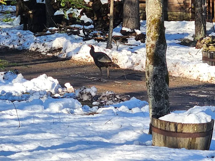 Young's Forest Picture 2