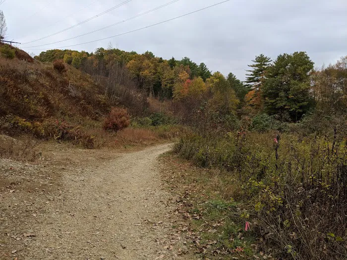 The Woods Camping Resort Picture 6