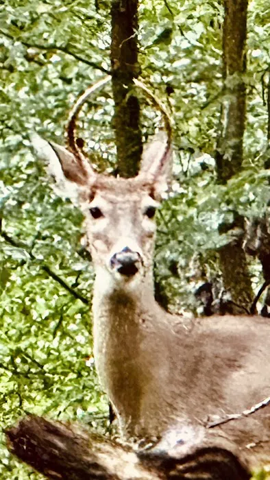 McCloskey Youth Campsite Picture 6