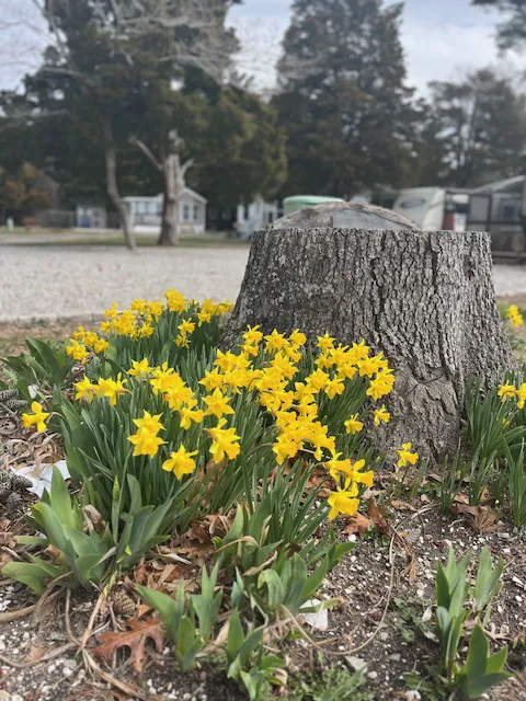 Ponderosa Campground Picture 9