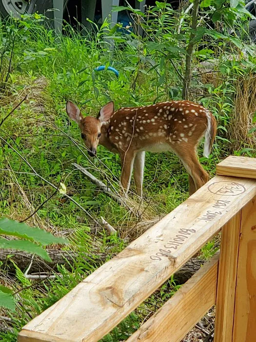 Secluded Acres Campground Picture 7