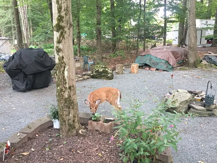 Secluded Acres Campground Picture 2