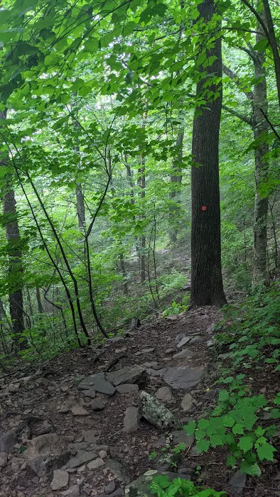 Devils Path Trail. Camp Area Picture 5