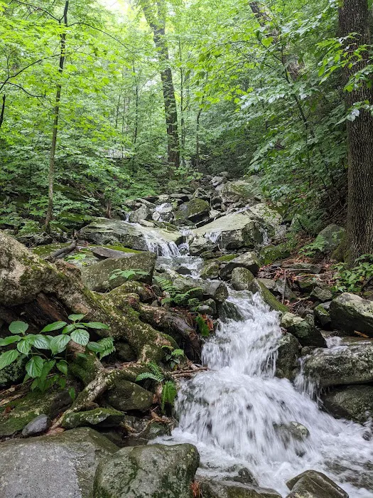 Devils Path Trail. Camp Area Picture 7