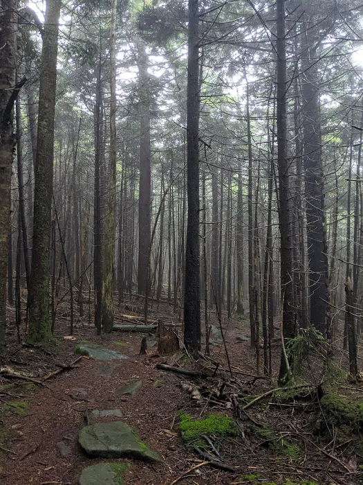 Devils Path Trail. Camp Area Picture 8