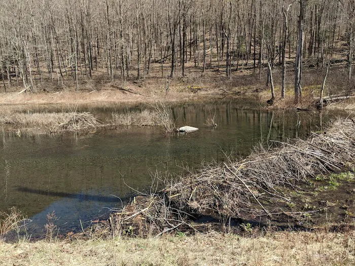 Devils Tombstone Campground Picture 6