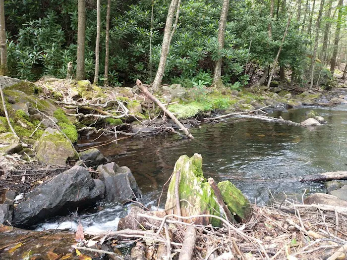 Hickory Run State Park Campground Picture 2