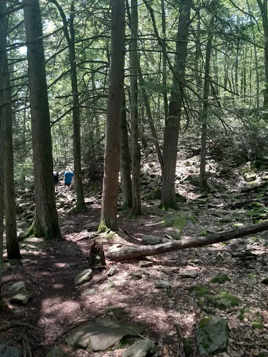 Hickory Run State Park Campground Picture 9