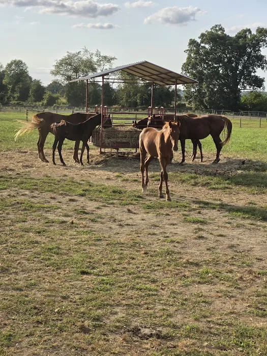 Hip Camp At Bellview Farm Picture 3
