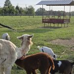 Hip Camp At Bellview Farm