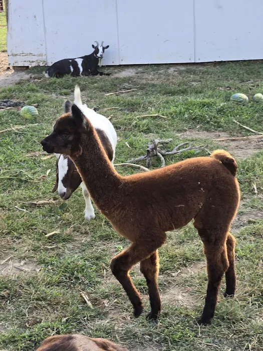 Hip Camp At Bellview Farm Picture 8