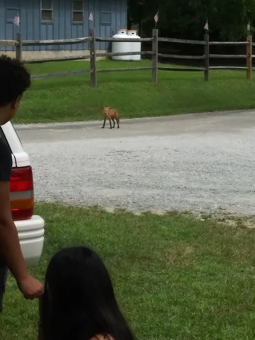 Woodlands Camping Resort Picture 8