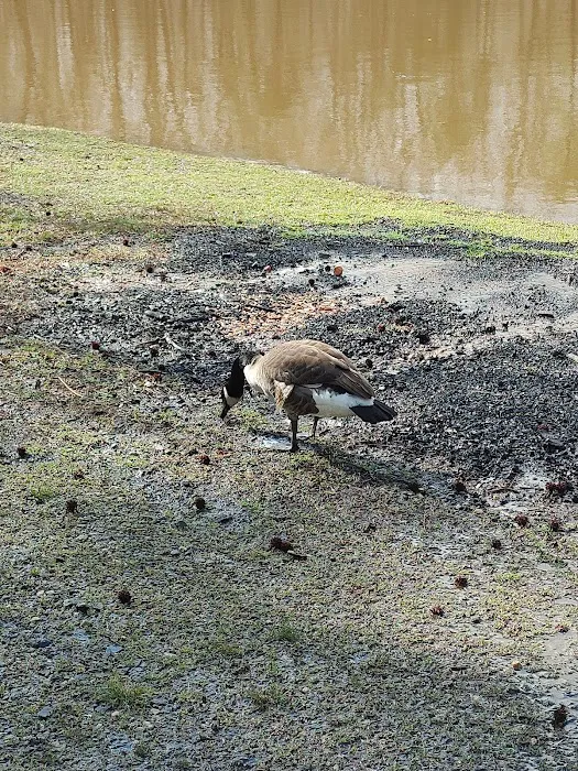 Woodlands Camping Resort Picture 4