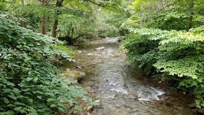 Russell Brook Campsites Picture 10