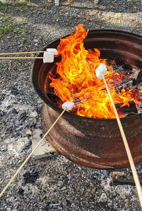 Treetopia Airstream Hotel and RV Campground Picture 7