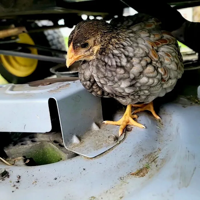 Freedom Farm Homestead, Inc Picture 6