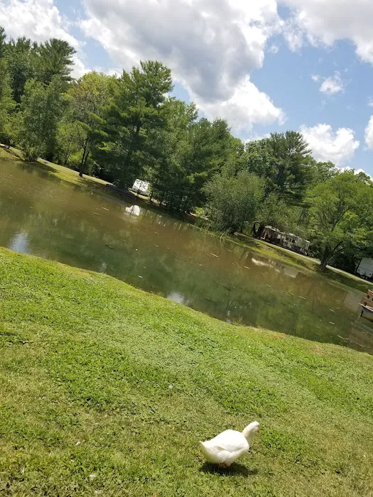 Lynch's Pot O' Gold Picture 7