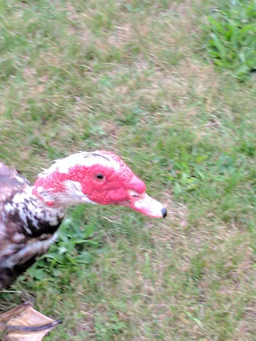 Lynch's Pot O' Gold Picture 6