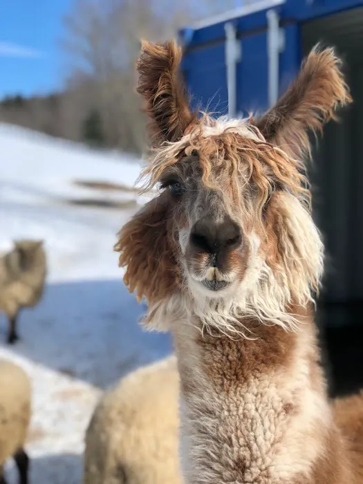 Hengarth Farm Picture 1