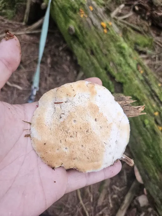 Manny Gordon Pavilion Picture 7