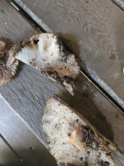 Manny Gordon Pavilion Picture 4