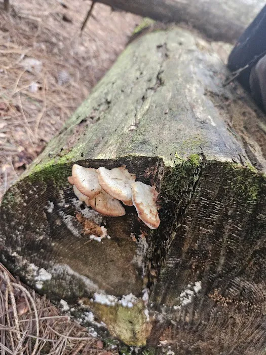 Manny Gordon Pavilion Picture 10