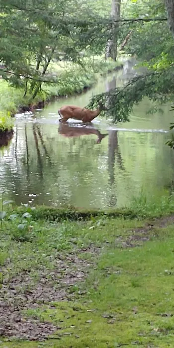 Laurel Lake Campsites Picture 3