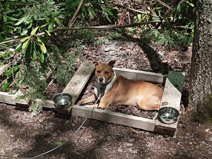 Laurel Lake Campsites Picture 6