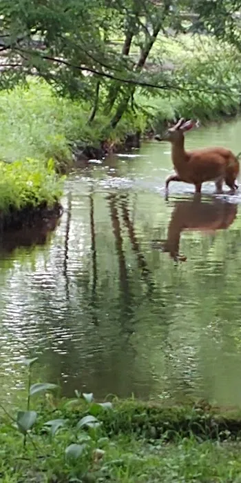 Laurel Lake Campsites Picture 1