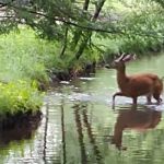 Laurel Lake Campsites