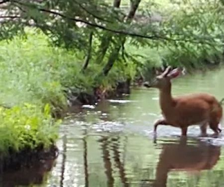 Laurel Lake Campsites