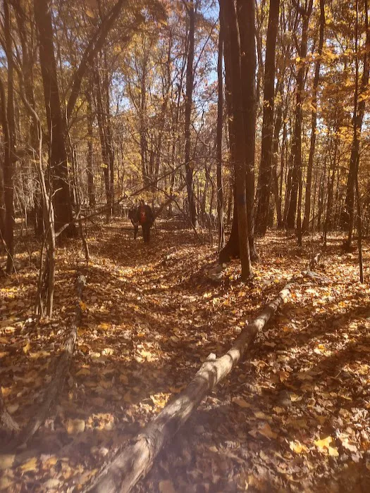 Blue Rocks Picture 10