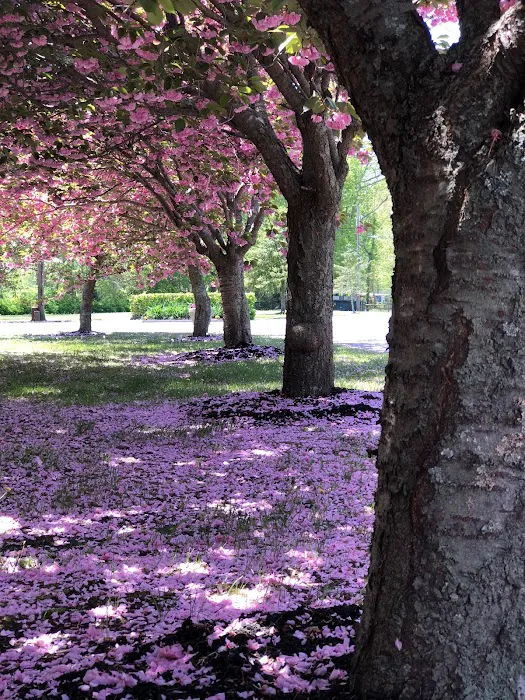 Acorn Campground Picture 8