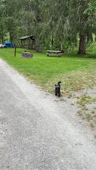 Bear Spring Mountain Campground Picture 2