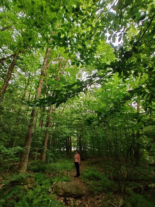 Bear Spring Mountain Campground Picture 8