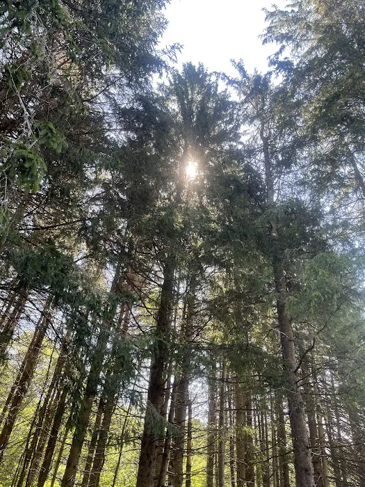 Bear Spring Mountain Campground Picture 4