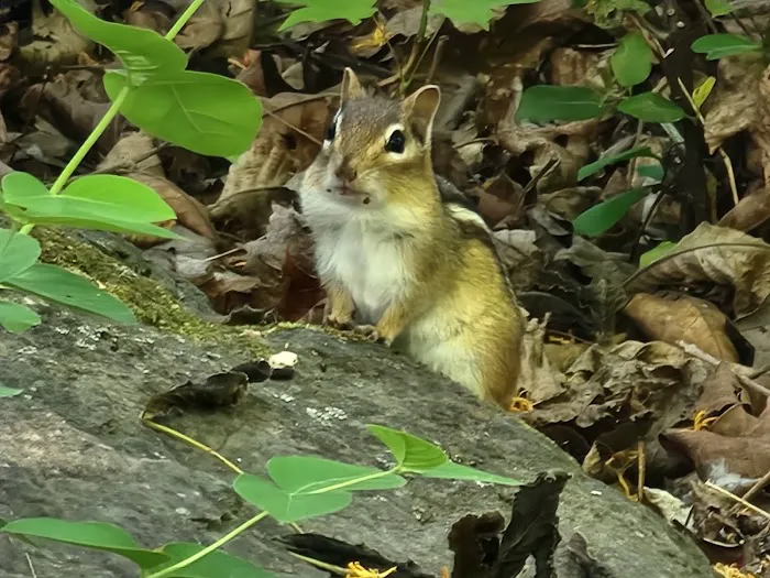Shore Forest Campground Picture 5